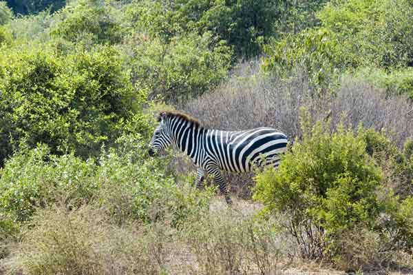 Cebra - parque nacional lago Manyara - Tanzania.jpg
